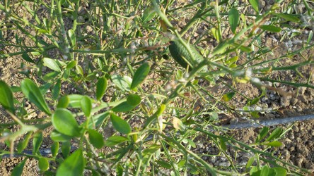IMG-20170807-WA0009.jpeg