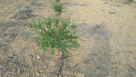 IMG-20170807-WA0015.jpeg