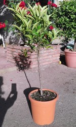Pianta di clementine in vaso.jpg