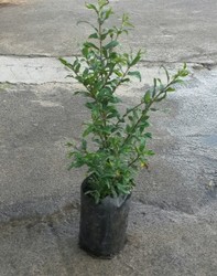 Punica granatum.jpg