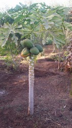 papaya.jpg