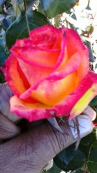 IMG-20170826-WA0000.jpg