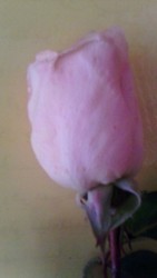 IMG-20170826-WA0002.jpg