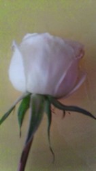 IMG-20170826-WA0003.jpg
