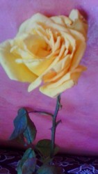 IMG-20170826-WA0004.jpg