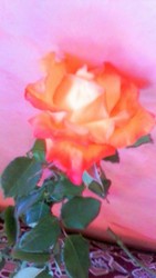 IMG-20170826-WA0006.jpg