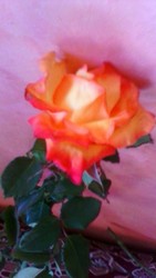 IMG-20170826-WA0008.jpg