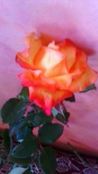 IMG-20170826-WA0010.jpg