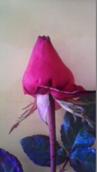 IMG-20170826-WA0012.jpg