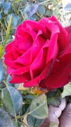 IMG-20170826-WA0013.jpg