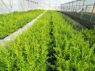 piante micropropagate.jpg