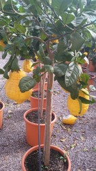 IMG-20180127-WA0006.jpg